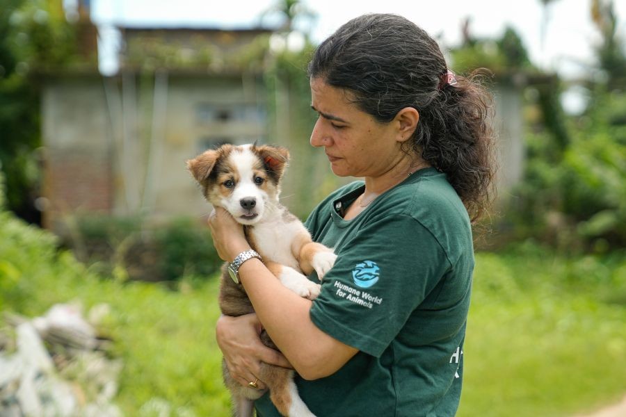 An official of Humane World For Animals comforts a dog in Dimapur on July 6, 2025. (Photo Courtesy: Surajit Sharma/AP Images for Humane World for Animals)